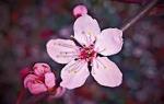 Flowers Are the Essential Things Our Life Should Have
